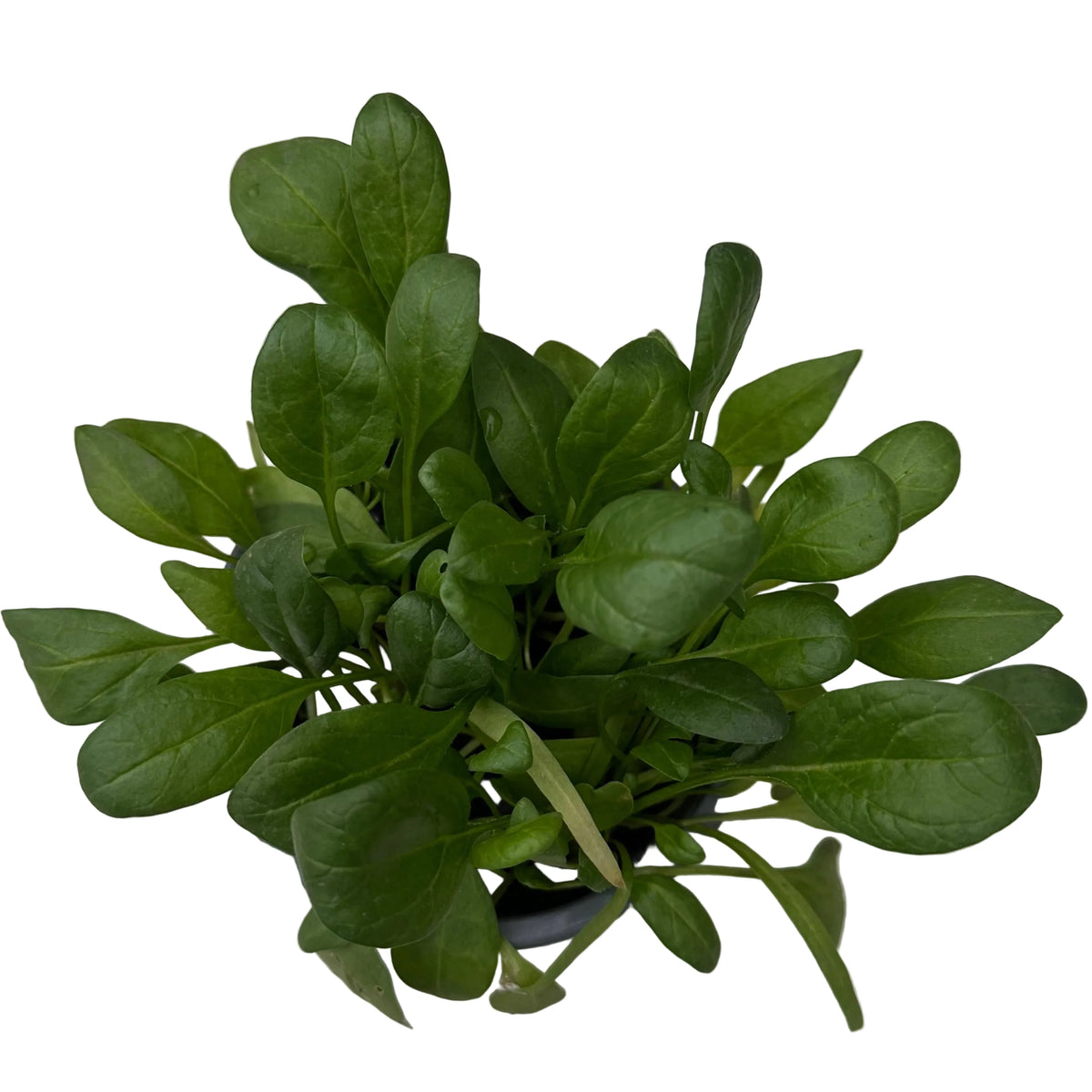 Espinaca