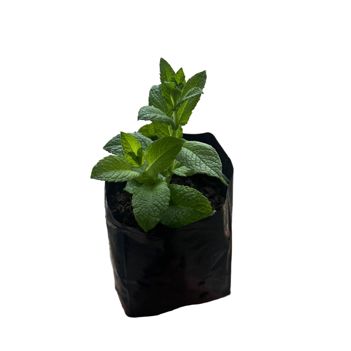 Menta
