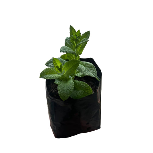 Menta