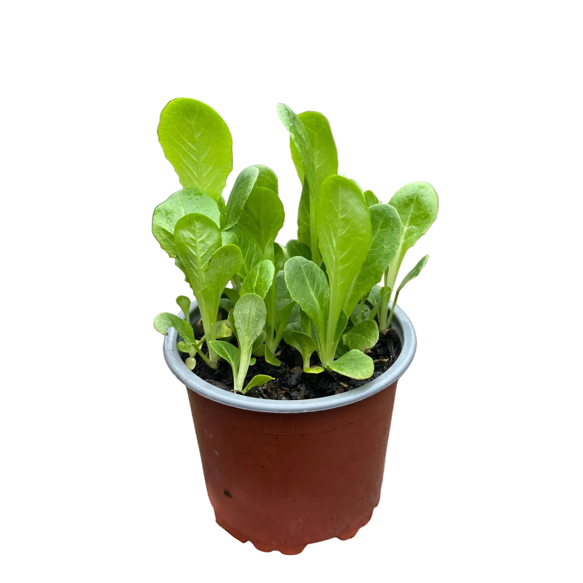 Lechuga Costina