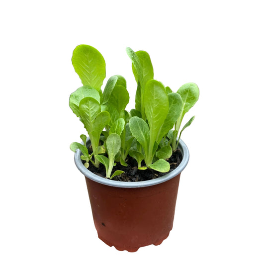 Lechuga Costina
