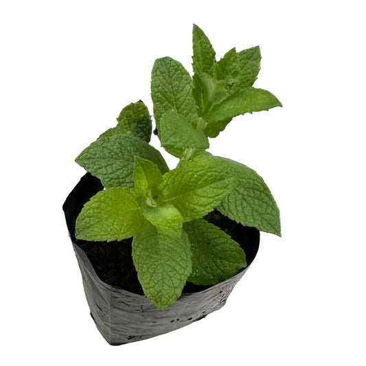 Menta