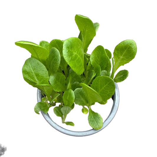 Lechuga Costina