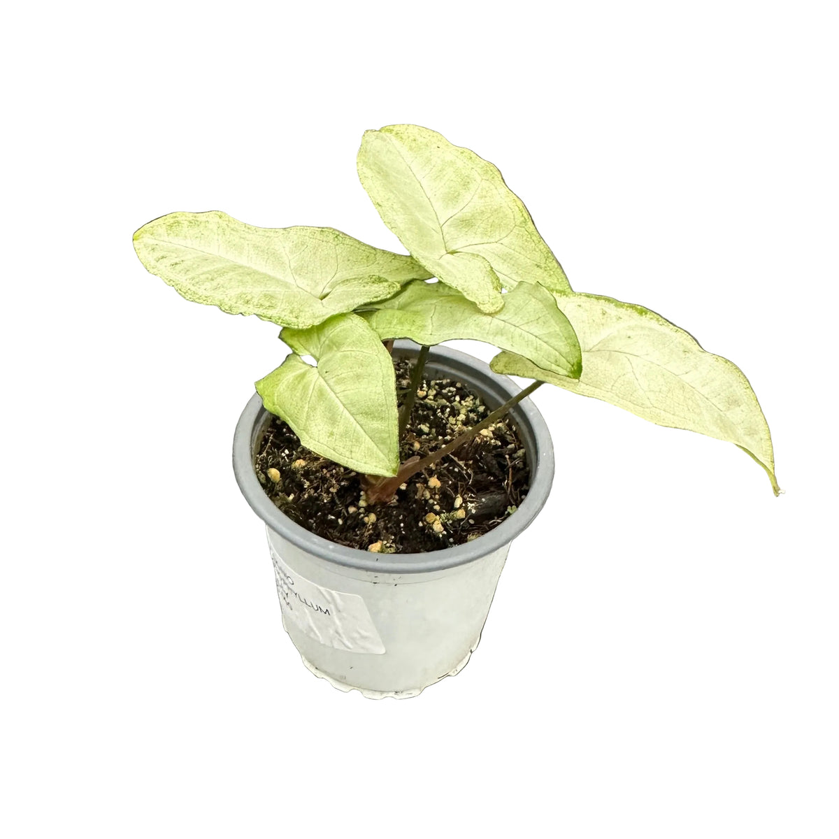 Singonio Podophyllum Holly M 9