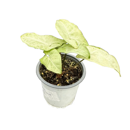 Singonio Podophyllum Holly M 9