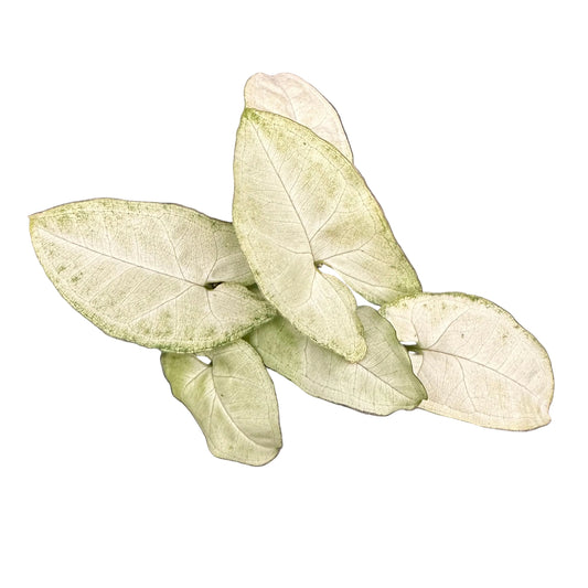 Singonio Podophyllum Holly M 9