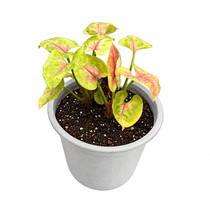 Singonio Podophyllum Strawberry M 11