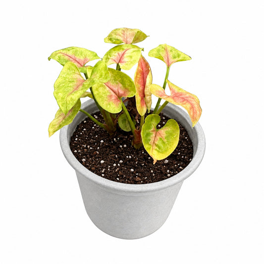 Singonio Podophyllum Strawberry M 11
