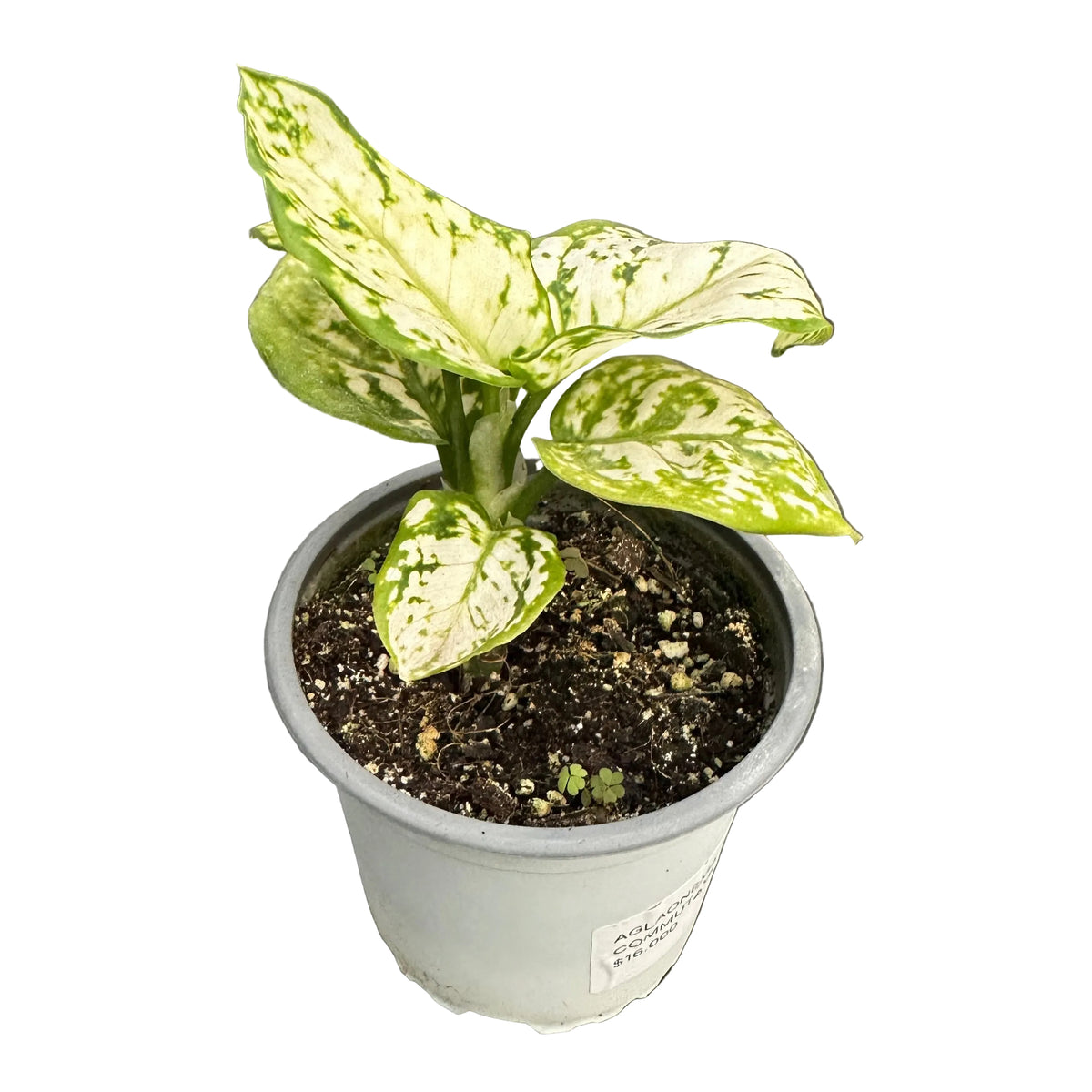 Aglaonema Commutatum M 11