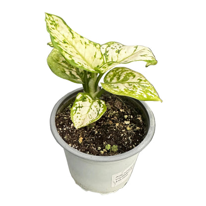 Aglaonema Commutatum M 11
