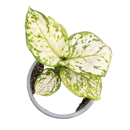 Aglaonema Commutatum M 11