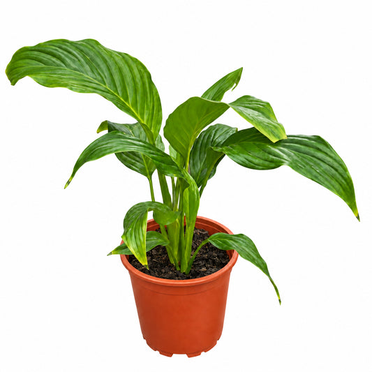 Spathiphyllum M 15