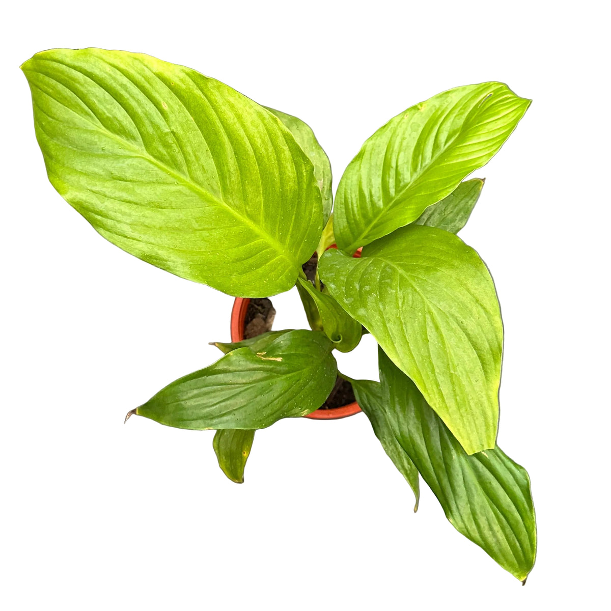 Spathiphyllum M 15