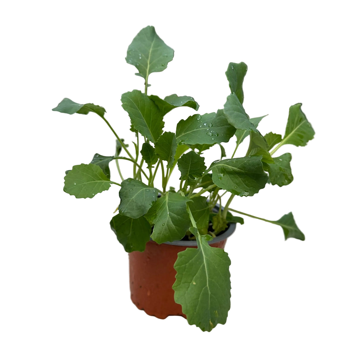 Brócoli