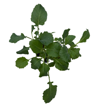 Brócoli