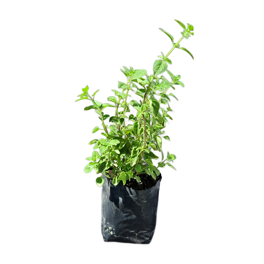 Oregano