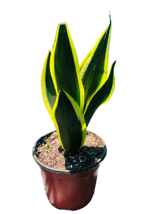 Sanseviera Black Gold M-10