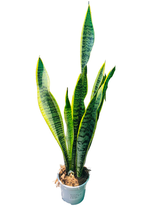 Sanseviera Laurentii M-10