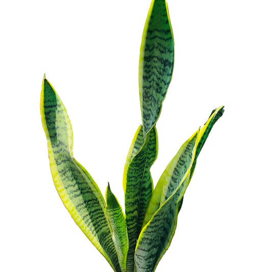 Sanseviera Laurentii M-10