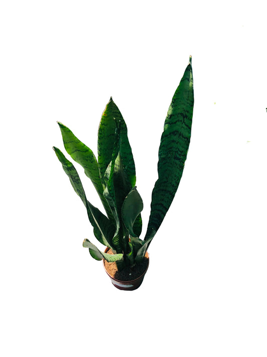 Sanseviera Superba Nueva M-11