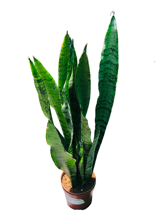 Sanseviera Superba Nueva M-11