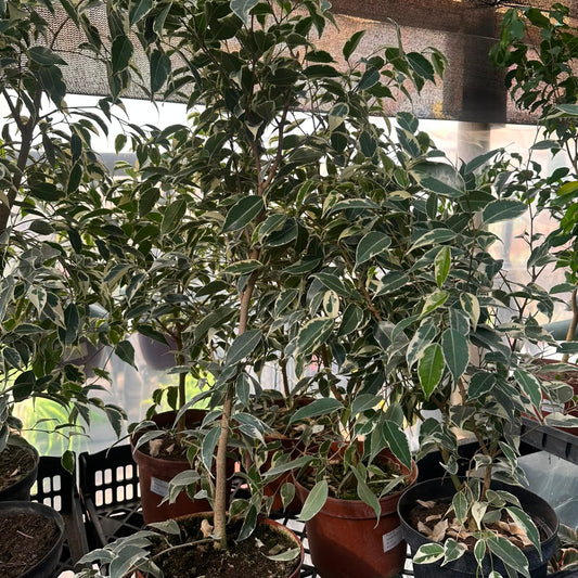 Ficus Samantha M 21