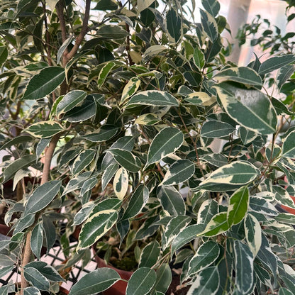 Ficus Samantha M 21