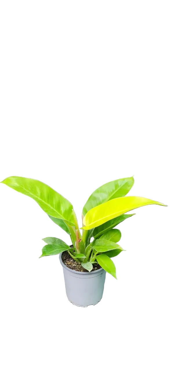 Philodendron Imperial Golden - M13