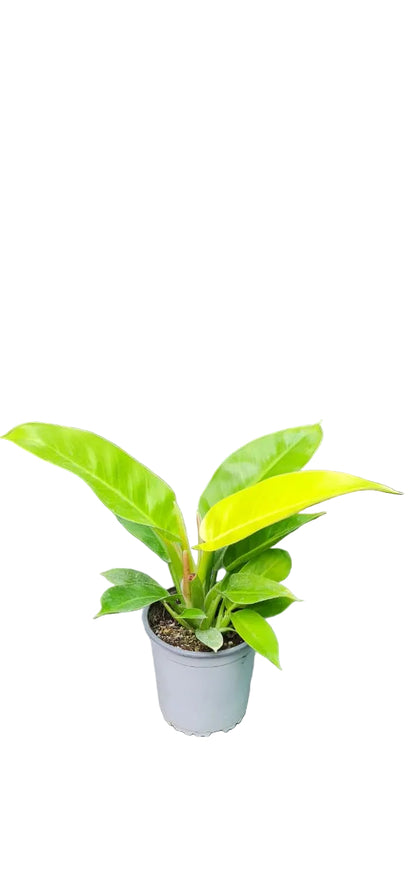 Philodendron Imperial Golden - M13