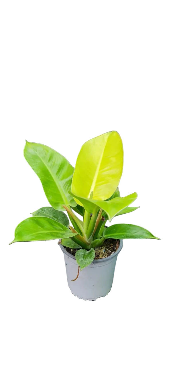 Philodendron Imperial Golden - M13