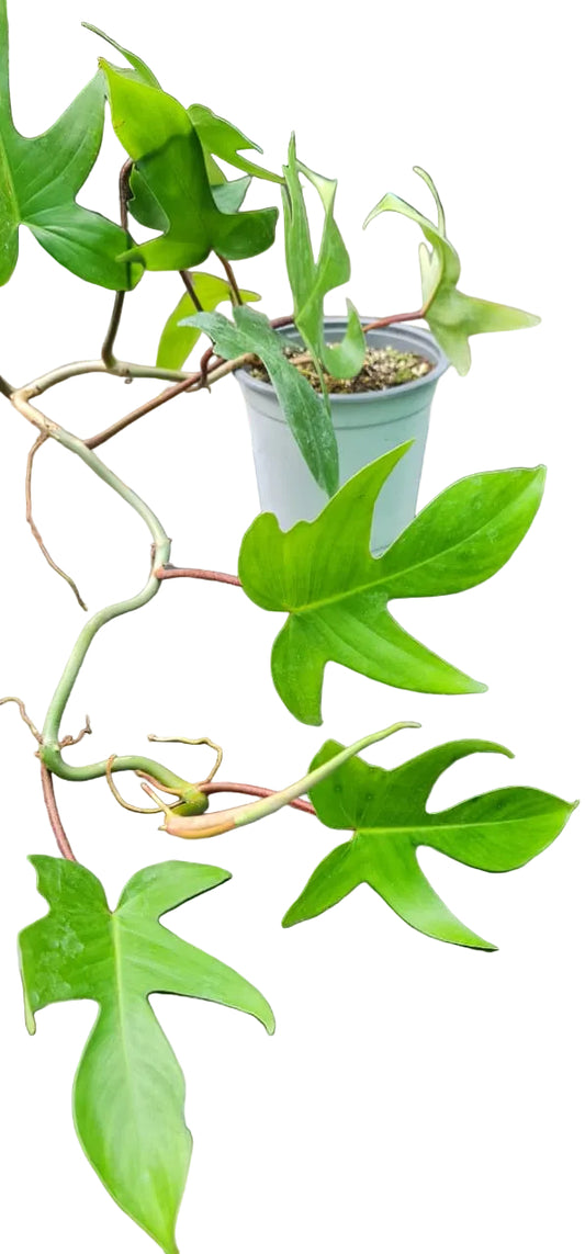 Philodendron Florida - M15