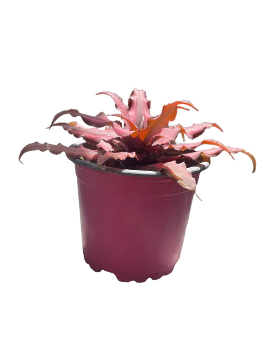 Cryptanthus - M10