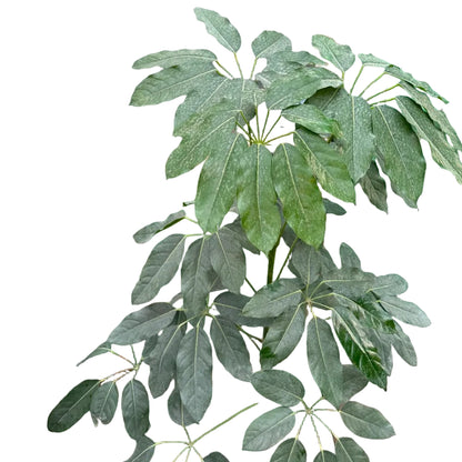 Scheflera Actinophylla M 29