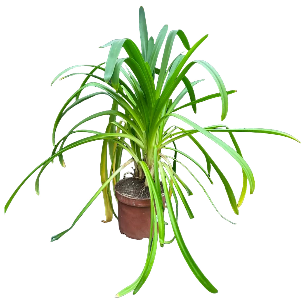 Agapanthus M 23
