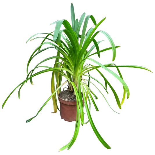 Agapanthus M 23