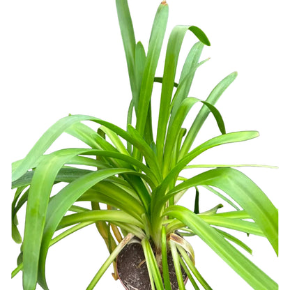Agapanthus M 23