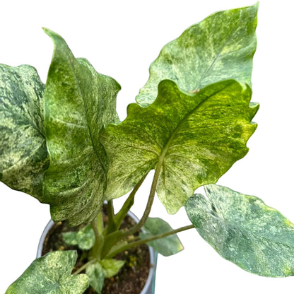 Alocasia Macrorrhizos M 13