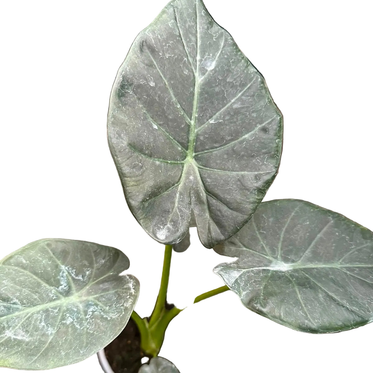 Alocasia Regal Shield M 13
