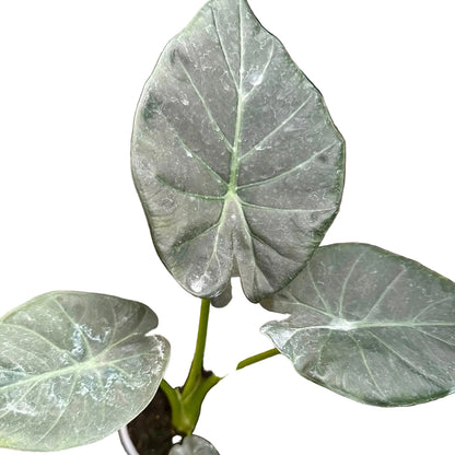 Alocasia Regal Shield M 13