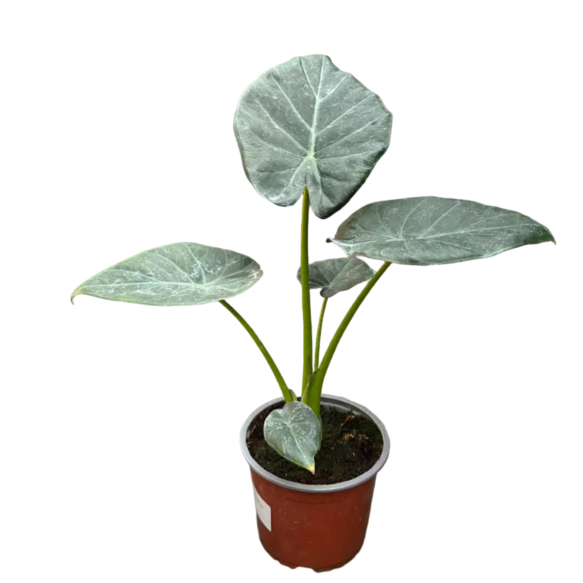 Alocasia Regal Shield M 13