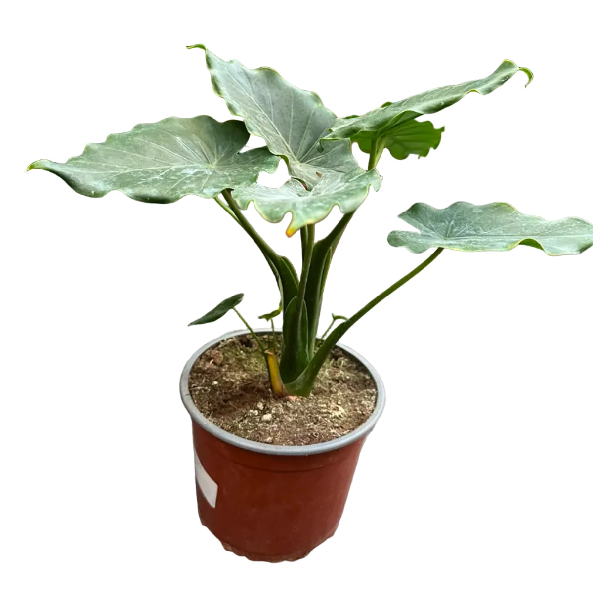 Alocasia Wentii M 17