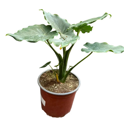 Alocasia Wentii M 17