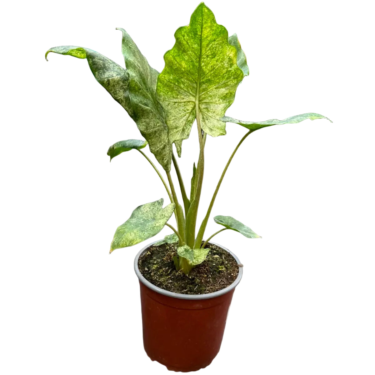Alocasia Macrorrhizos M 13