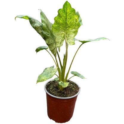 Alocasia Macrorrhizos M 13