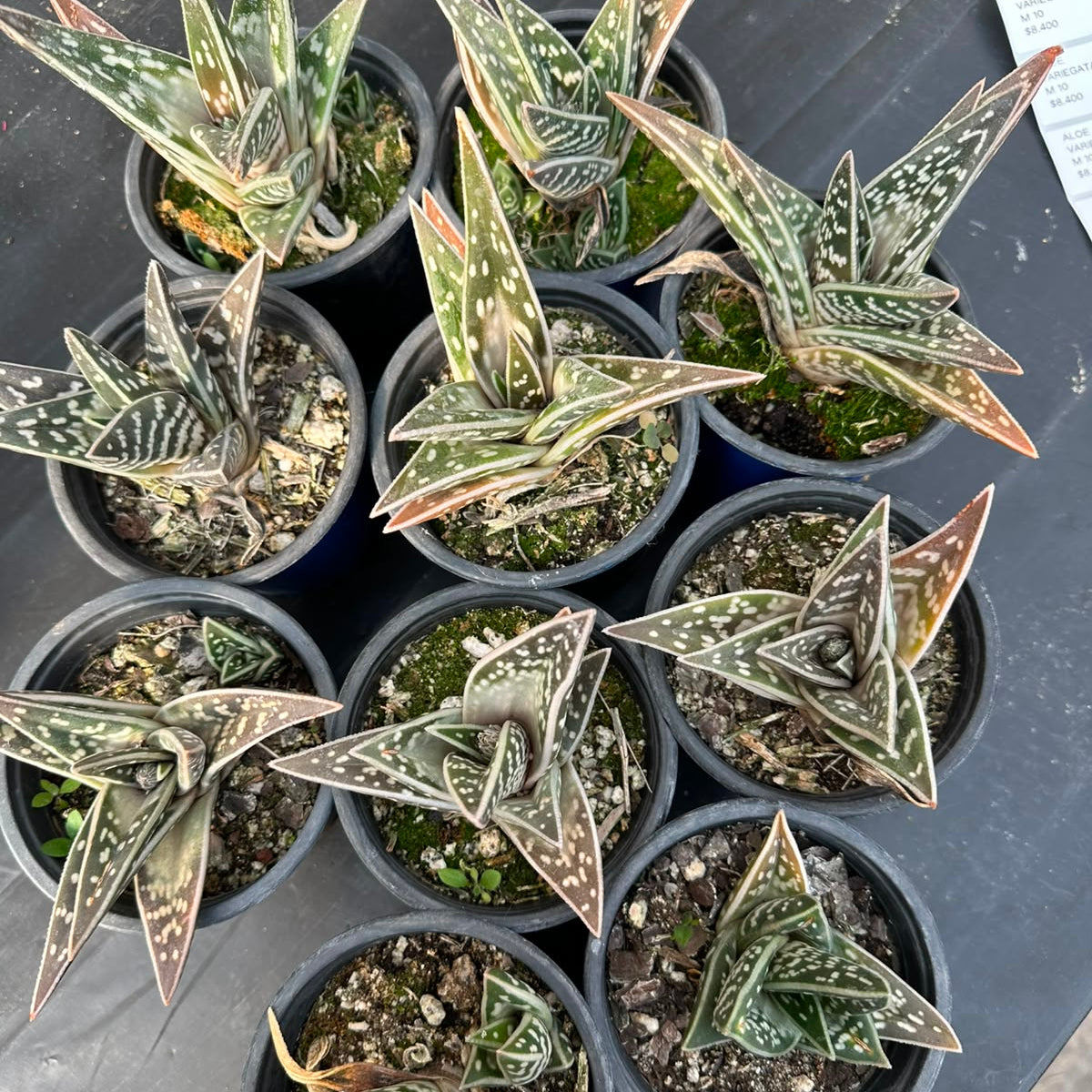 Aloe Variegata M 10