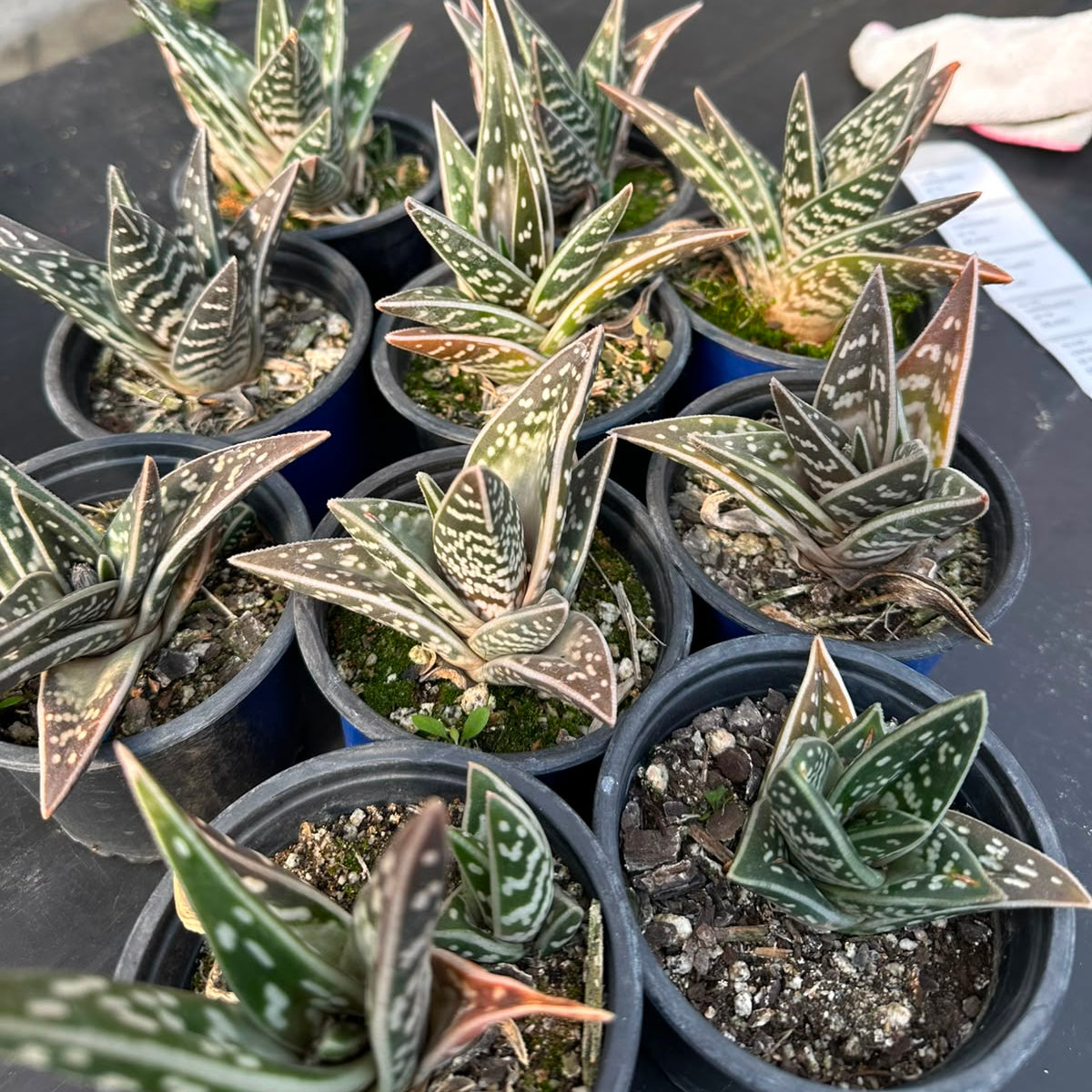 Aloe Variegata M 10