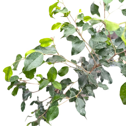 Ficus Anastasia M 21
