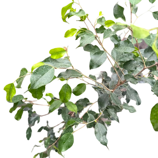 Ficus Anastasia M 21