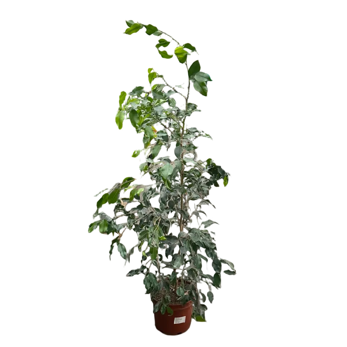 Ficus Anastasia M 21