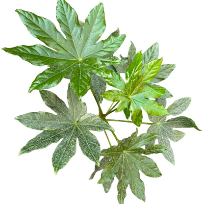 Aralia Japonica M 17